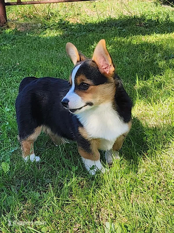 Chris – Pembroke Welsh Corgi puppy for sale in Mount Pleasant, IA