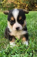 Chris, a male Pembroke Welsh Corgi for sale in Mount Pleasant, IA – 3 of 4