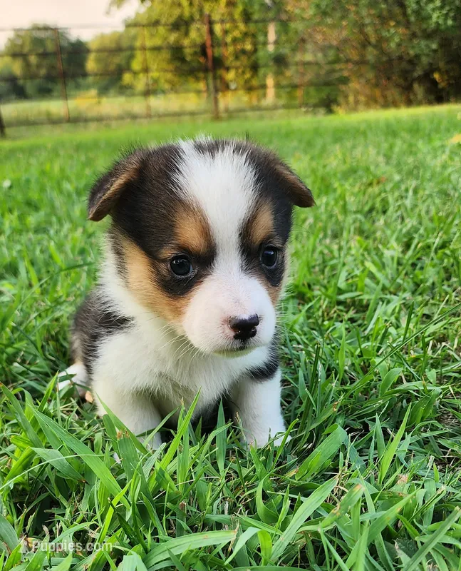 Sunny  – Pembroke Welsh Corgi puppy for sale in Mount Pleasant, IA