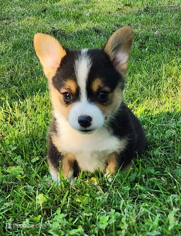 Chris – Pembroke Welsh Corgi puppy for sale in Mount Pleasant, IA