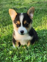 Chris, a male Pembroke Welsh Corgi for sale in Mount Pleasant, IA – 4 of 9