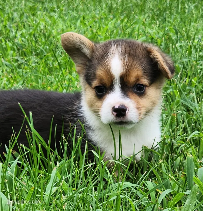 Ronnie – Pembroke Welsh Corgi puppy for sale in Mount Pleasant, IA