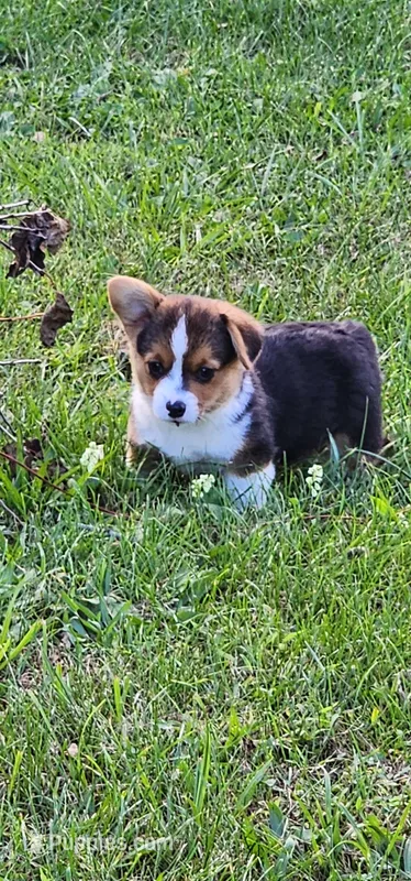 Ronnie – Pembroke Welsh Corgi puppy for sale in Mount Pleasant, IA