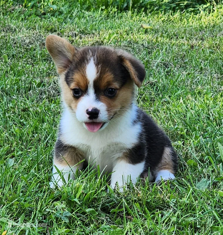 Ronnie – Pembroke Welsh Corgi puppy for sale in Mount Pleasant, IA