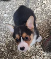 Zeus, a male Pembroke Welsh Corgi for sale in Mount Pleasant, IA – Photo 6 of 10