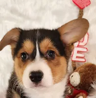 Zeus, a male Pembroke Welsh Corgi for sale in Mount Pleasant, IA – Photo 4 of 10