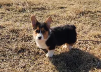 Zeus, a male Pembroke Welsh Corgi for sale in Mount Pleasant, IA – Photo 2 of 10
