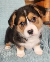 Zeus, a male Pembroke Welsh Corgi for sale in Mount Pleasant, IA – Photo 7 of 10