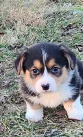 Zeus, a male Pembroke Welsh Corgi for sale in Mount Pleasant, IA – Photo 10 of 10