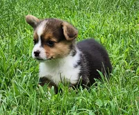 Ronnie, a male Pembroke Welsh Corgi for sale in Mount Pleasant, IA – 2 of 4