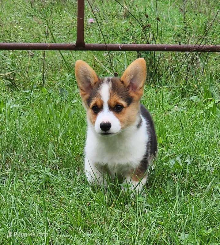 Mya – Pembroke Welsh Corgi puppy for sale in Mount Pleasant, IA