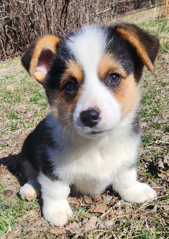 Dandy  – Pembroke Welsh Corgi puppy for sale in Mount Pleasant, IA
