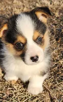 Dandy , a male Pembroke Welsh Corgi for sale in Mount Pleasant, IA – Photo 1 of 4