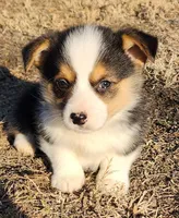 Dandy , a male Pembroke Welsh Corgi for sale in Mount Pleasant, IA – Photo 2 of 4