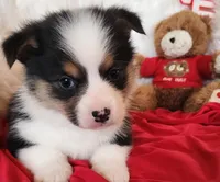 Dandy , a male Pembroke Welsh Corgi for sale in Mount Pleasant, IA – Photo 3 of 4