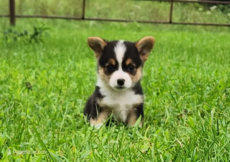 Chris – Pembroke Welsh Corgi puppy for sale in Mount Pleasant, IA