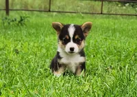 Chris, a male Pembroke Welsh Corgi for sale in Mount Pleasant, IA – 1 of 4