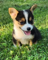 Chris, a male Pembroke Welsh Corgi for sale in Mount Pleasant, IA – 5 of 9