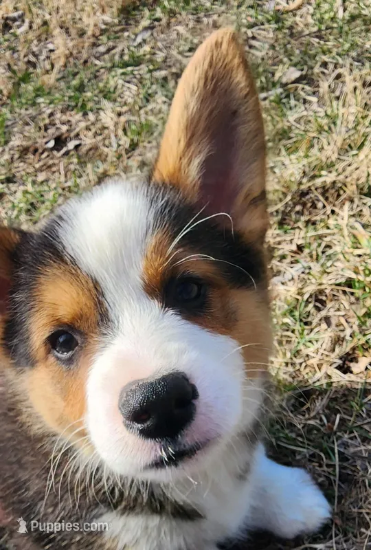 Llama – Pembroke Welsh Corgi puppy for sale in Mount Pleasant, IA
