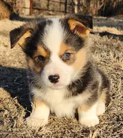 Llama, a male Pembroke Welsh Corgi for sale in Mount Pleasant, IA – Photo 1 of 4