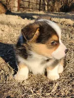 Llama, a male Pembroke Welsh Corgi for sale in Mount Pleasant, IA – Photo 2 of 4