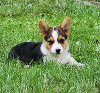 Sunny , a female Pembroke Welsh Corgi for sale in Mount Pleasant, IA – 2 of 6