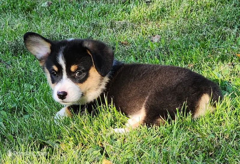 Ricki – Pembroke Welsh Corgi puppy for sale in Mount Pleasant, IA