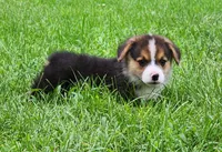 Kale, a male Pembroke Welsh Corgi for sale in Mount Pleasant, IA – 2 of 4