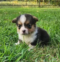 Ronnie, a male Pembroke Welsh Corgi for sale in Mount Pleasant, IA – 4 of 4