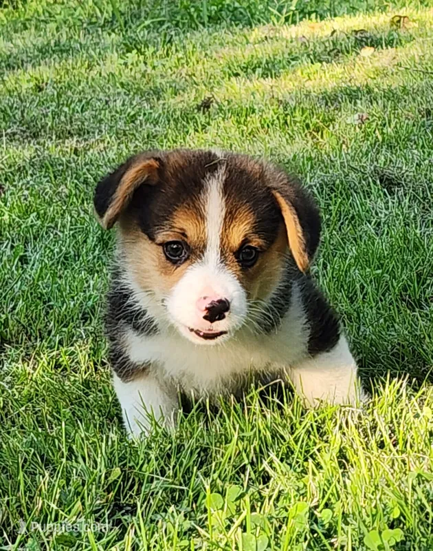 Kale – Pembroke Welsh Corgi puppy for sale in Mount Pleasant, IA