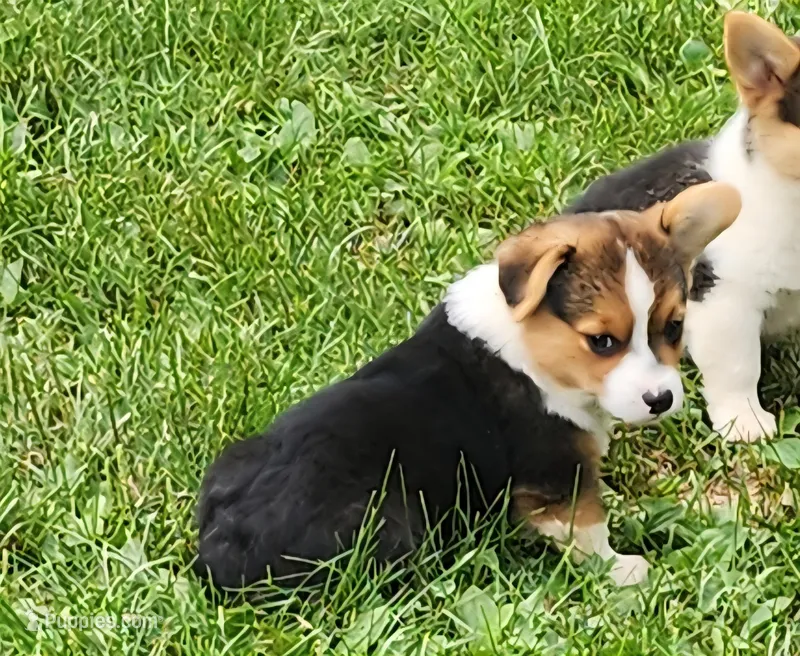 Ronnie – Pembroke Welsh Corgi puppy for sale in Mount Pleasant, IA
