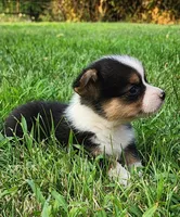 Chris, a male Pembroke Welsh Corgi for sale in Mount Pleasant, IA – 4 of 4