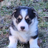 Spade, a female Pembroke Welsh Corgi for sale in Mount Pleasant, IA – Photo 3 of 3