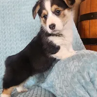 Spade, a female Pembroke Welsh Corgi for sale in Mount Pleasant, IA – Photo 2 of 3