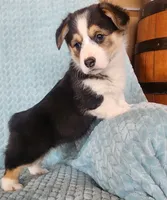 Spade, a female Pembroke Welsh Corgi for sale in Mount Pleasant, IA – Photo 2 of 3