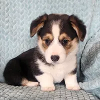 Spade, a female Pembroke Welsh Corgi for sale in Mount Pleasant, IA – Photo 1 of 3