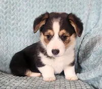 Spade, a female Pembroke Welsh Corgi for sale in Mount Pleasant, IA – Photo 1 of 3