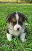Kale, a male Pembroke Welsh Corgi for sale in Mount Pleasant, IA – 4 of 4