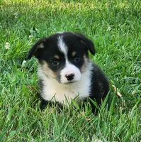 Ricki, a male Pembroke Welsh Corgi for sale in Mount Pleasant, IA – 3 of 4