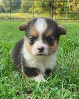 Ronnie, a male Pembroke Welsh Corgi for sale in Mount Pleasant, IA – 3 of 4