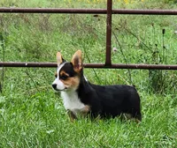 Chris, a male Pembroke Welsh Corgi for sale in Mount Pleasant, IA – 2 of 9