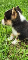 Chris, a male Pembroke Welsh Corgi for sale in Mount Pleasant, IA – 2 of 4