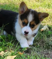 Mya, a female Pembroke Welsh Corgi for sale in Mount Pleasant, IA – 2 of 4