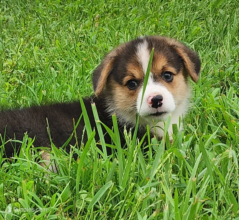 Kale – Pembroke Welsh Corgi puppy for sale in Mount Pleasant, IA