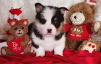Pinecone (Piney), a female Pembroke Welsh Corgi for sale in Mount Pleasant, IA – Photo 4 of 4