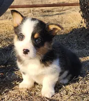 Pinecone (Piney), a female Pembroke Welsh Corgi for sale in Mount Pleasant, IA – Photo 1 of 4