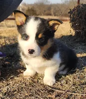 Pinecone (Piney), a female Pembroke Welsh Corgi for sale in Mount Pleasant, IA – Photo 2 of 4