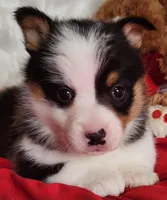 Pinecone (Piney), a female Pembroke Welsh Corgi for sale in Mount Pleasant, IA – Photo 3 of 4
