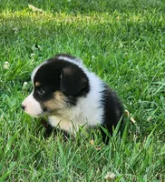 Ricki, a male Pembroke Welsh Corgi for sale in Mount Pleasant, IA – 4 of 4