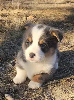 Fredrick, a male Pembroke Welsh Corgi for sale in Mount Pleasant, IA – Photo 2 of 4